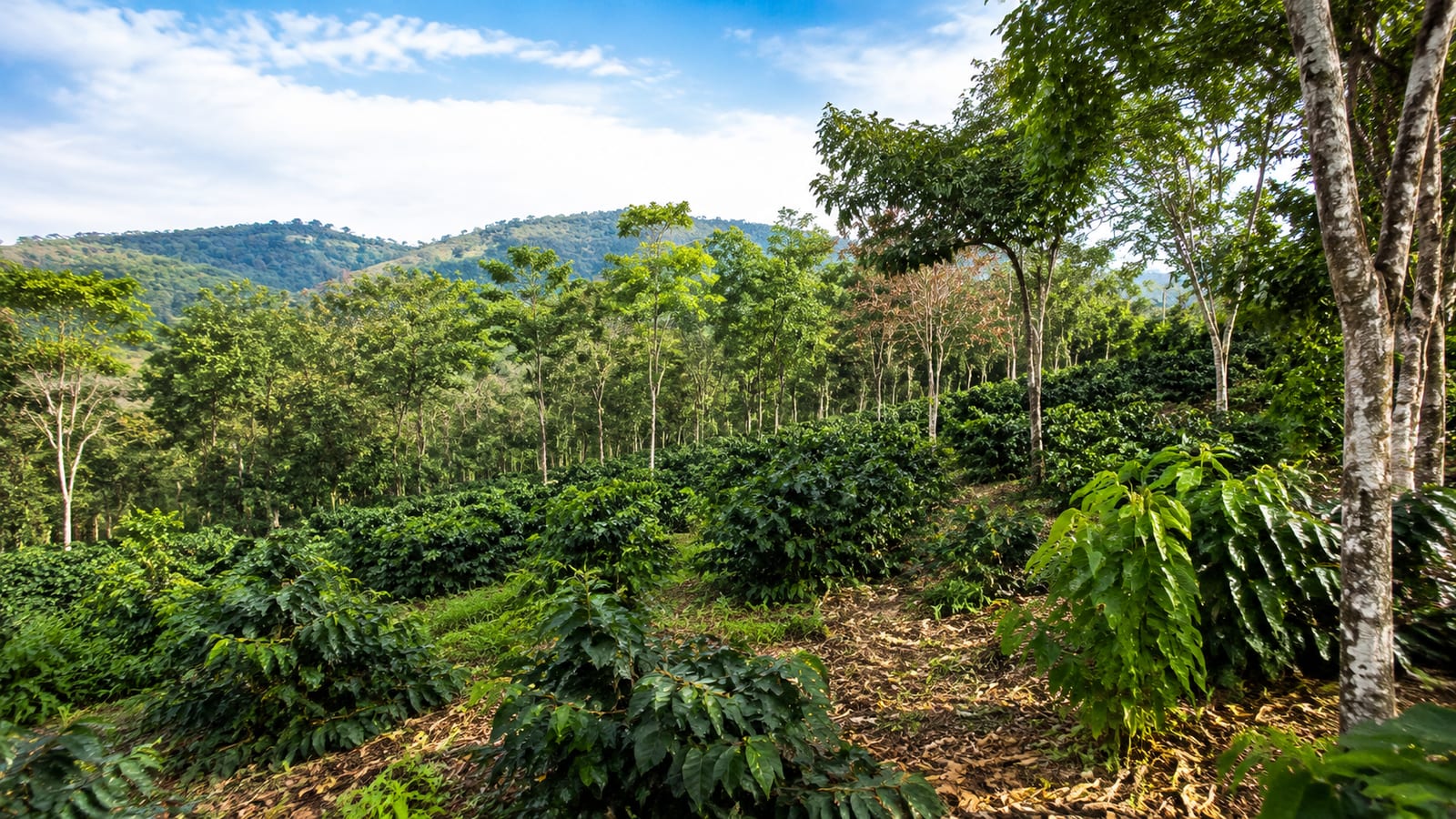 Coffee plants growing beneath native shade trees with leaf mulch and healthy soil